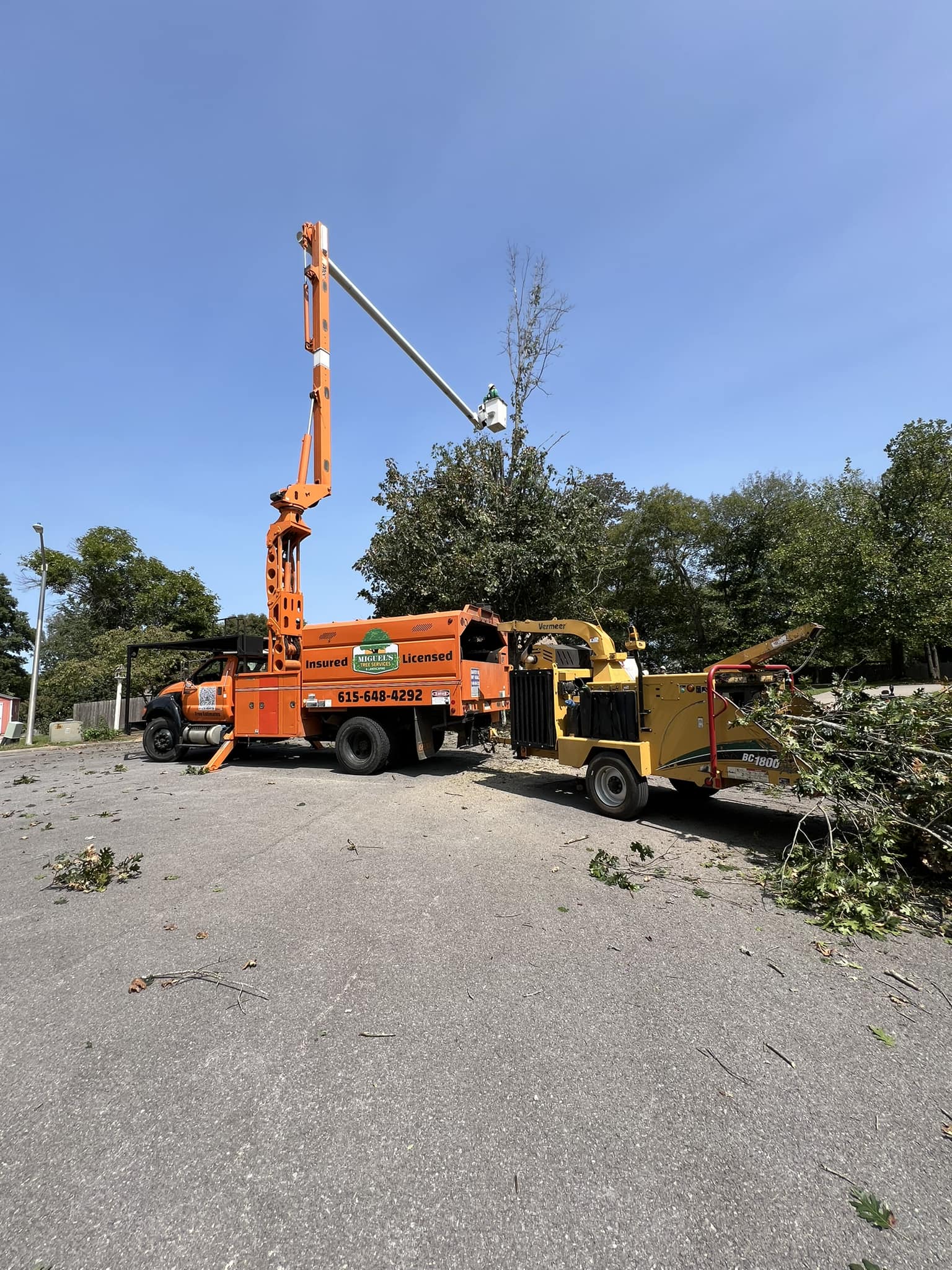 Miguel’s orange branded bucket truck and Vermeer chipper at a tree job