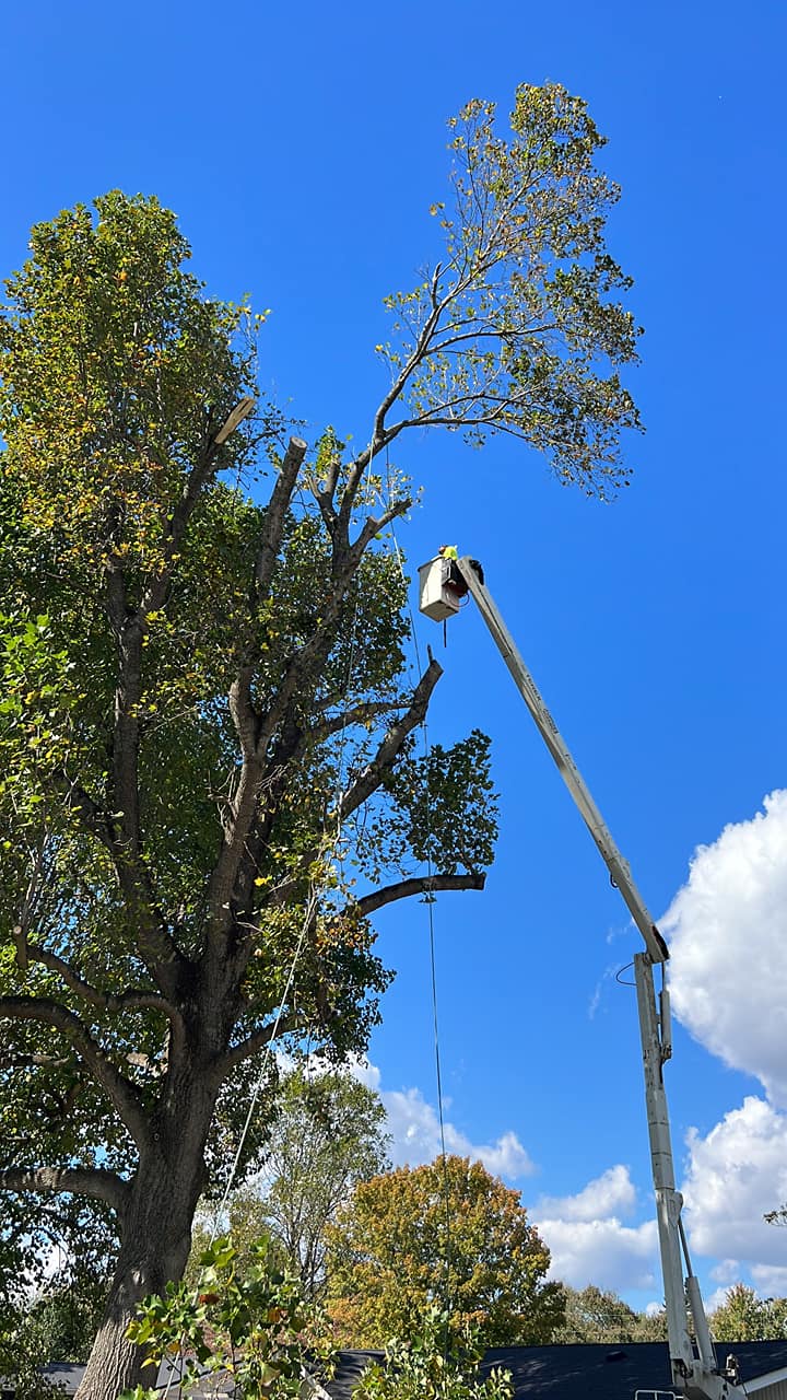 Worker in a hard hat and high-visibility vest pruning a leafy green canopy from an elevated bucket