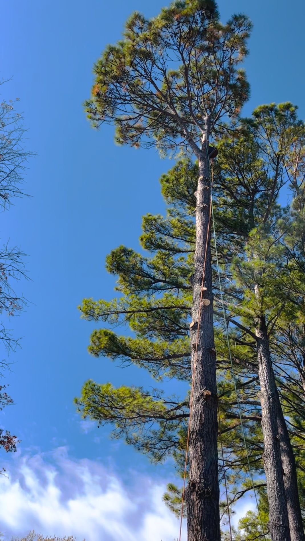Tree climber high in a pine using rigging ropes