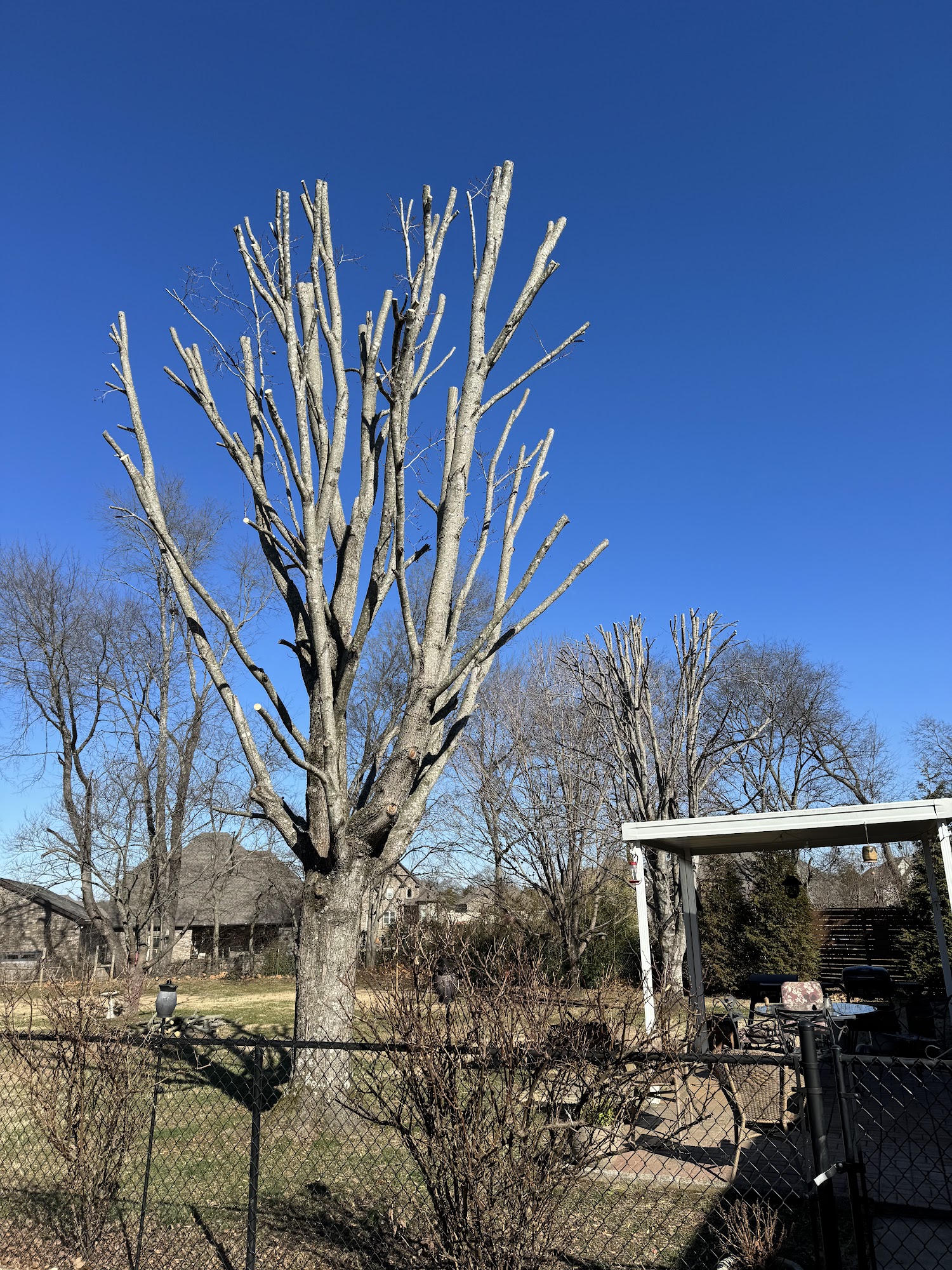 Heavily pruned tree over a fenced backyard beneath a clear blue sky