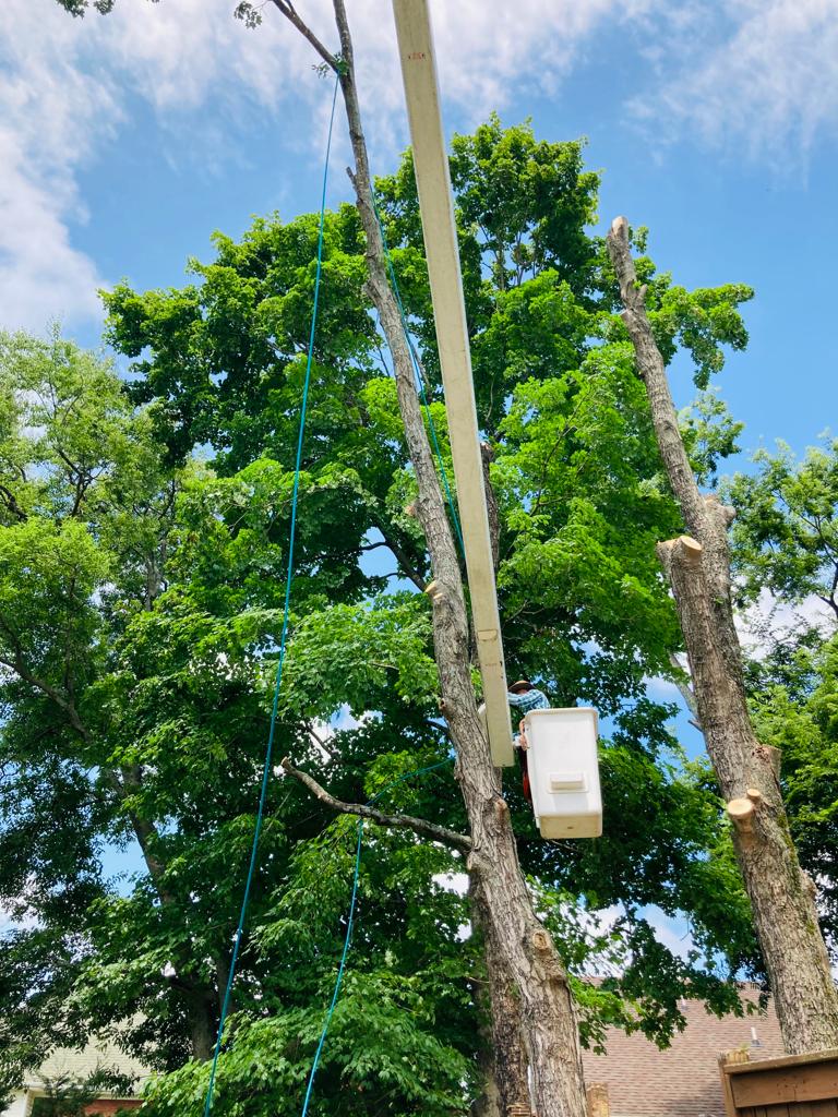 Worker in an elevated bucket among pruned limbs with rigging ropes against a blue sky