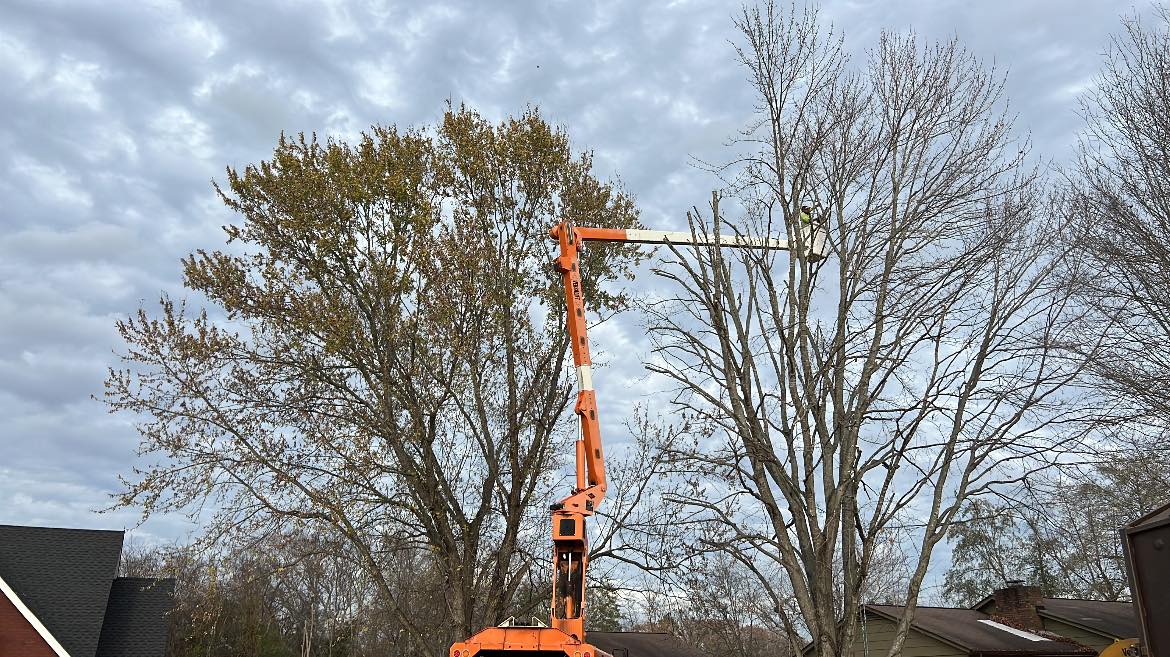 Crew member in an elevated bucket working among bare tree branches