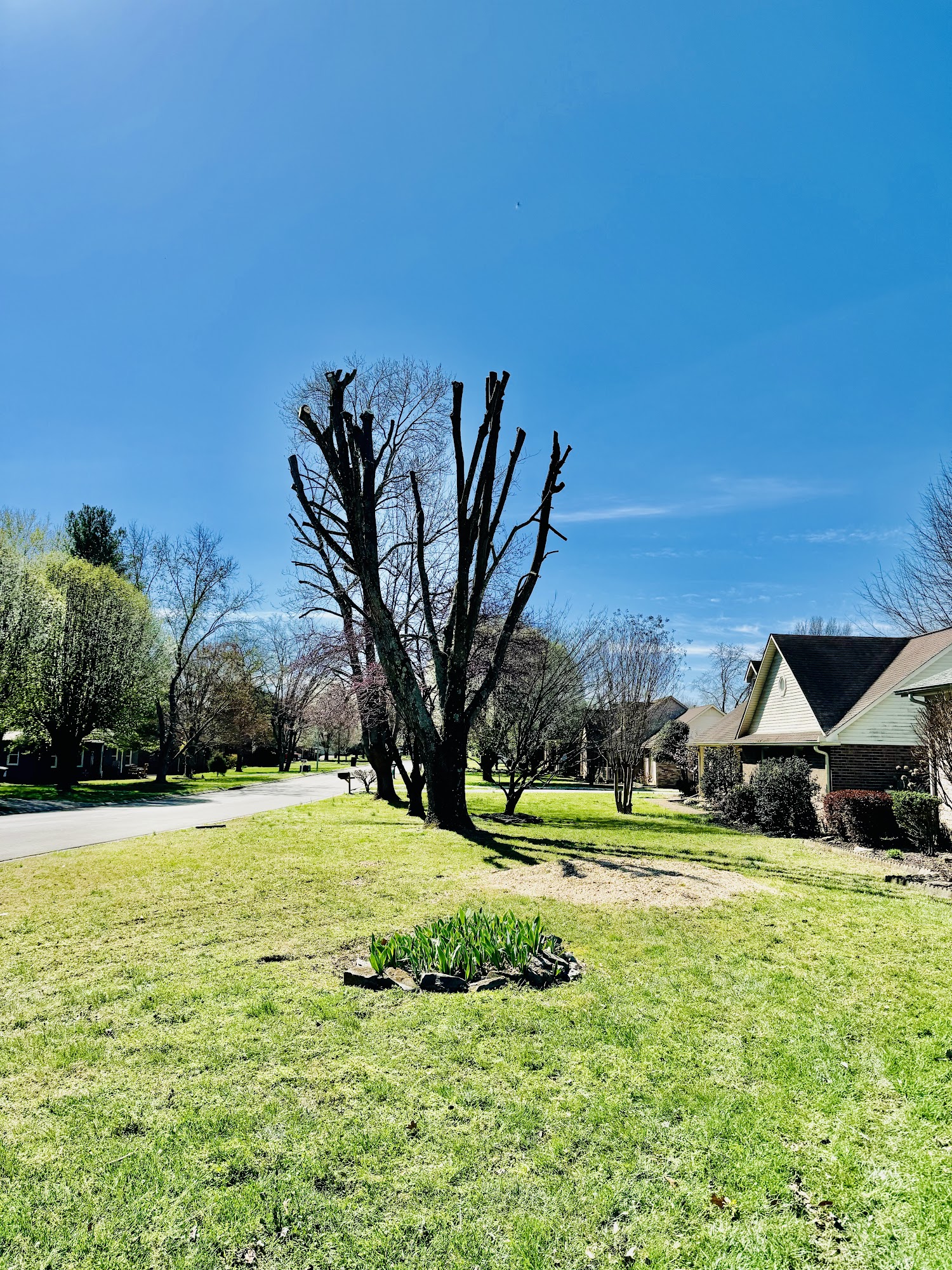 Heavily pruned trees on a residential lawn