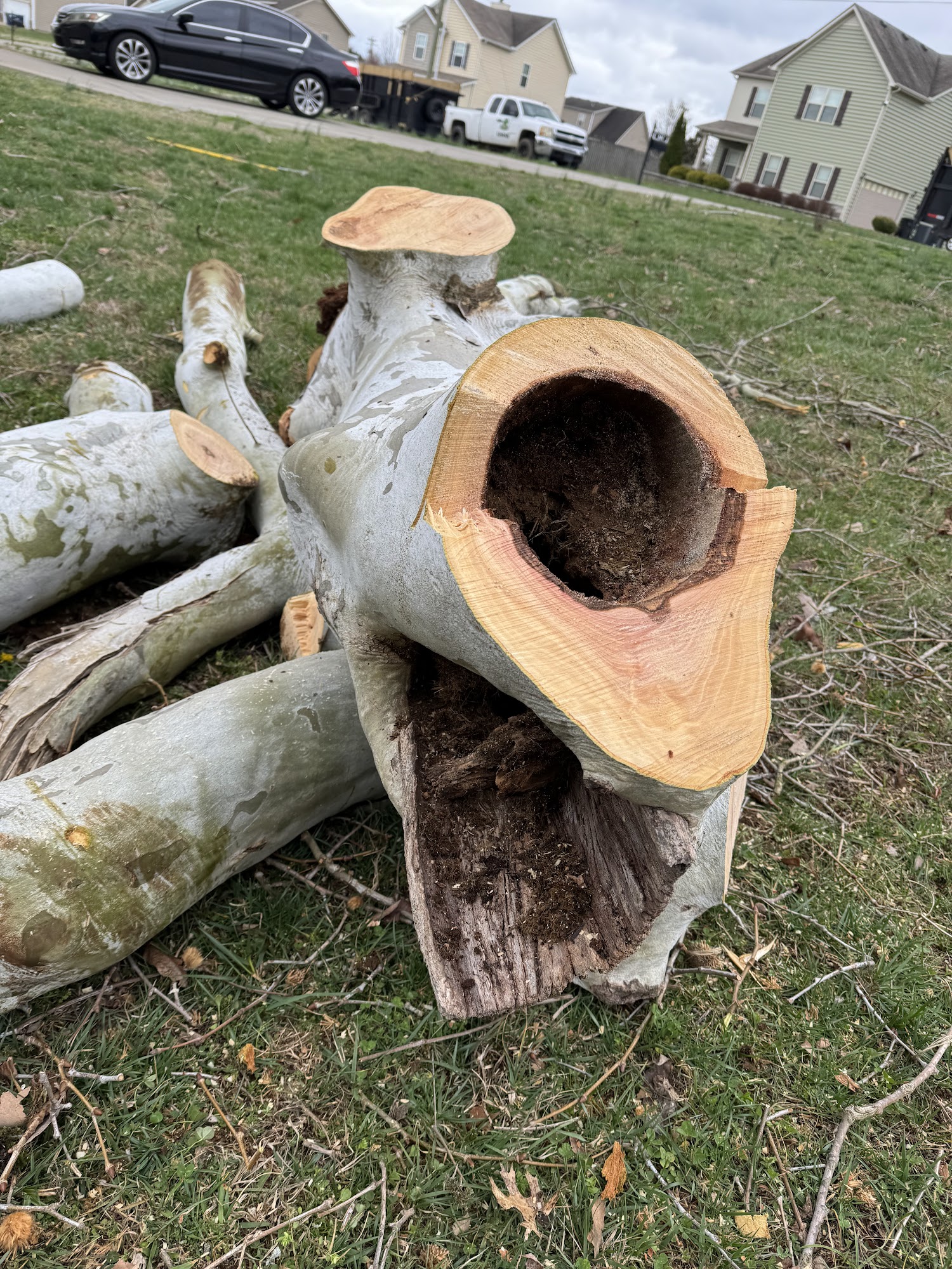 Removed hollow tree trunk sections laid on a residential lawn